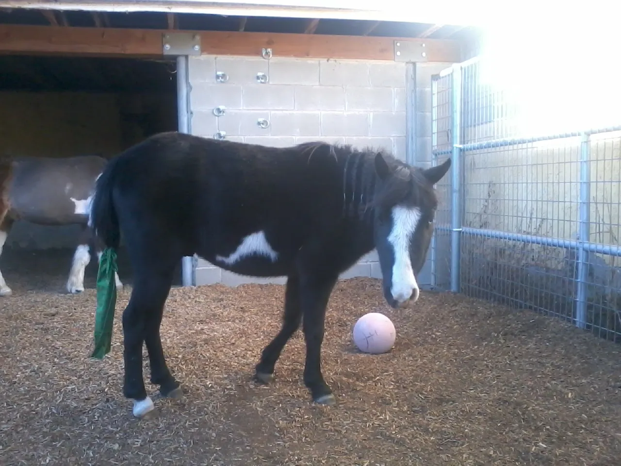 America's Favorite Cookie