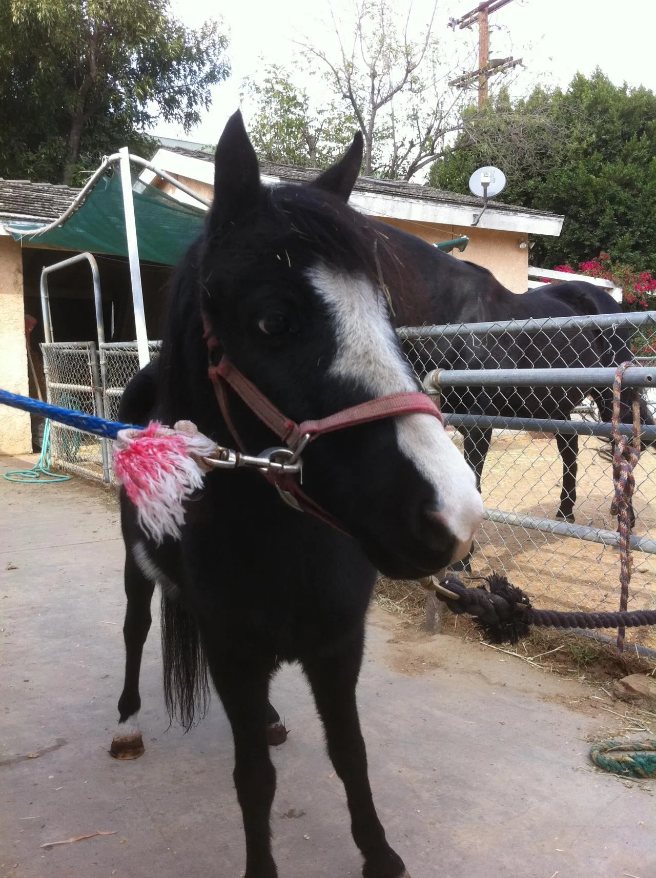 America's Favorite Cookie