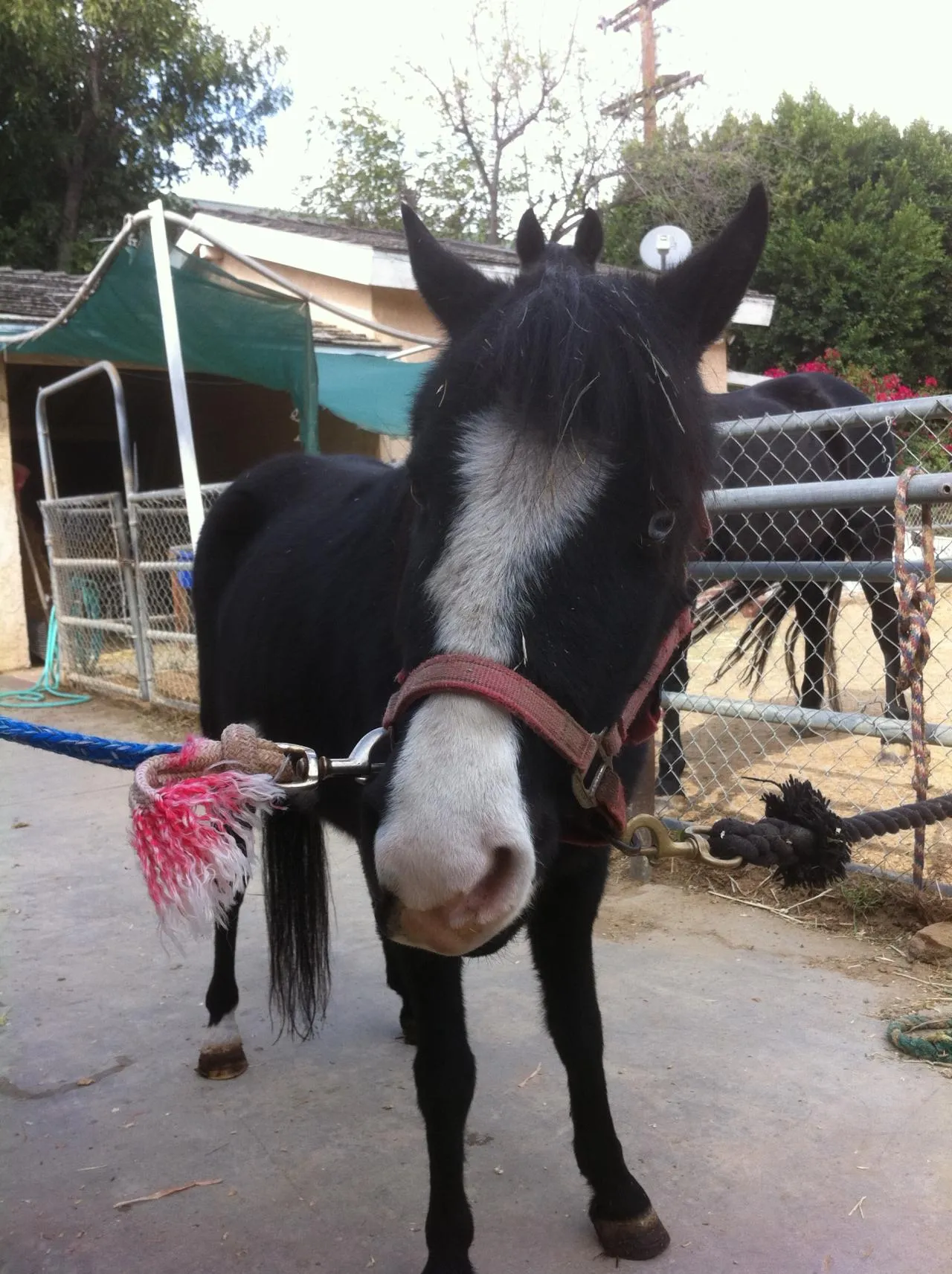 America's Favorite Cookie