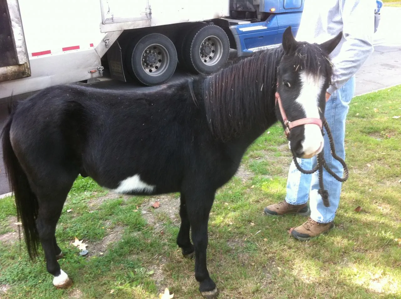 America's Favorite Cookie