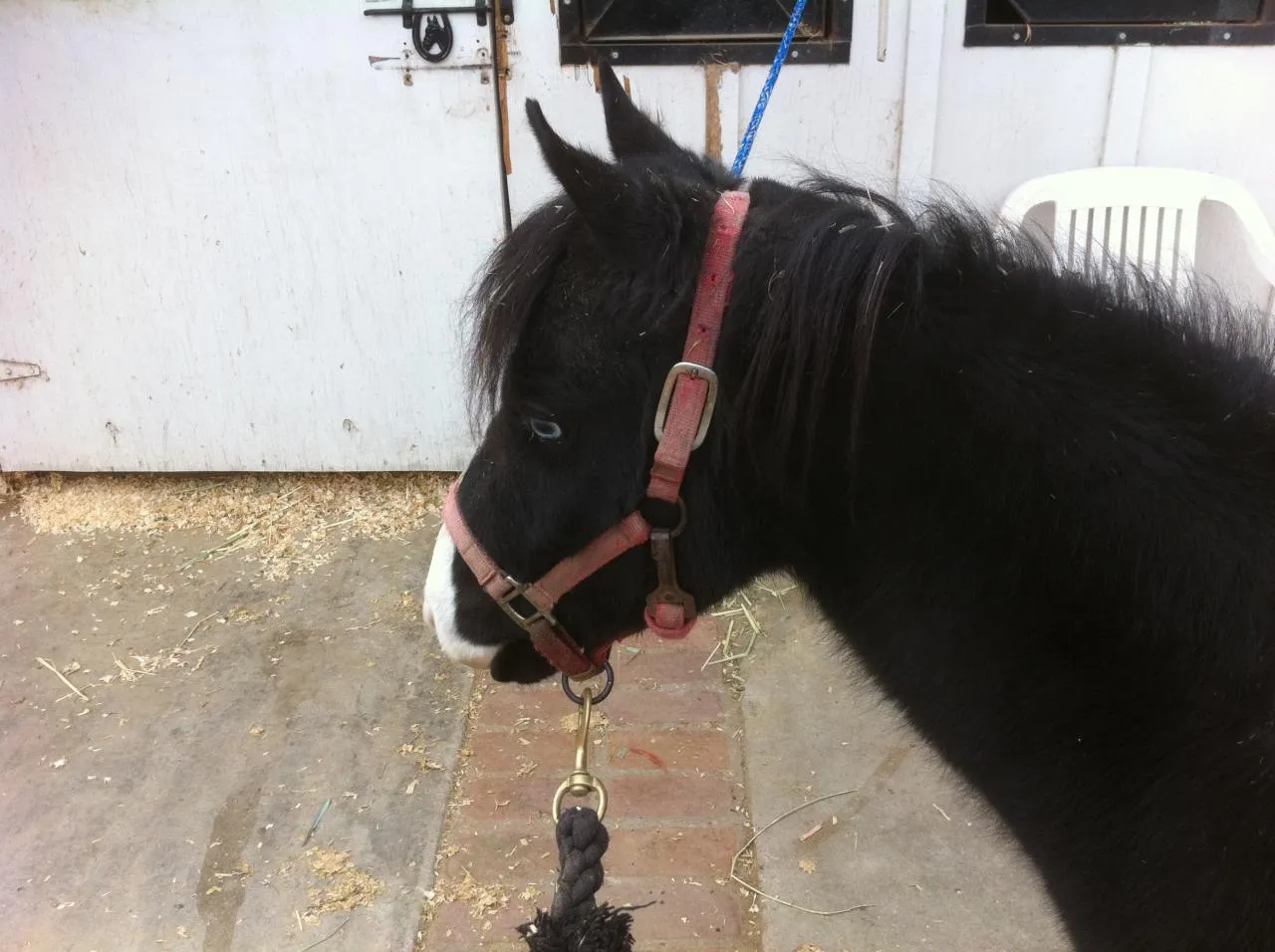 America's Favorite Cookie