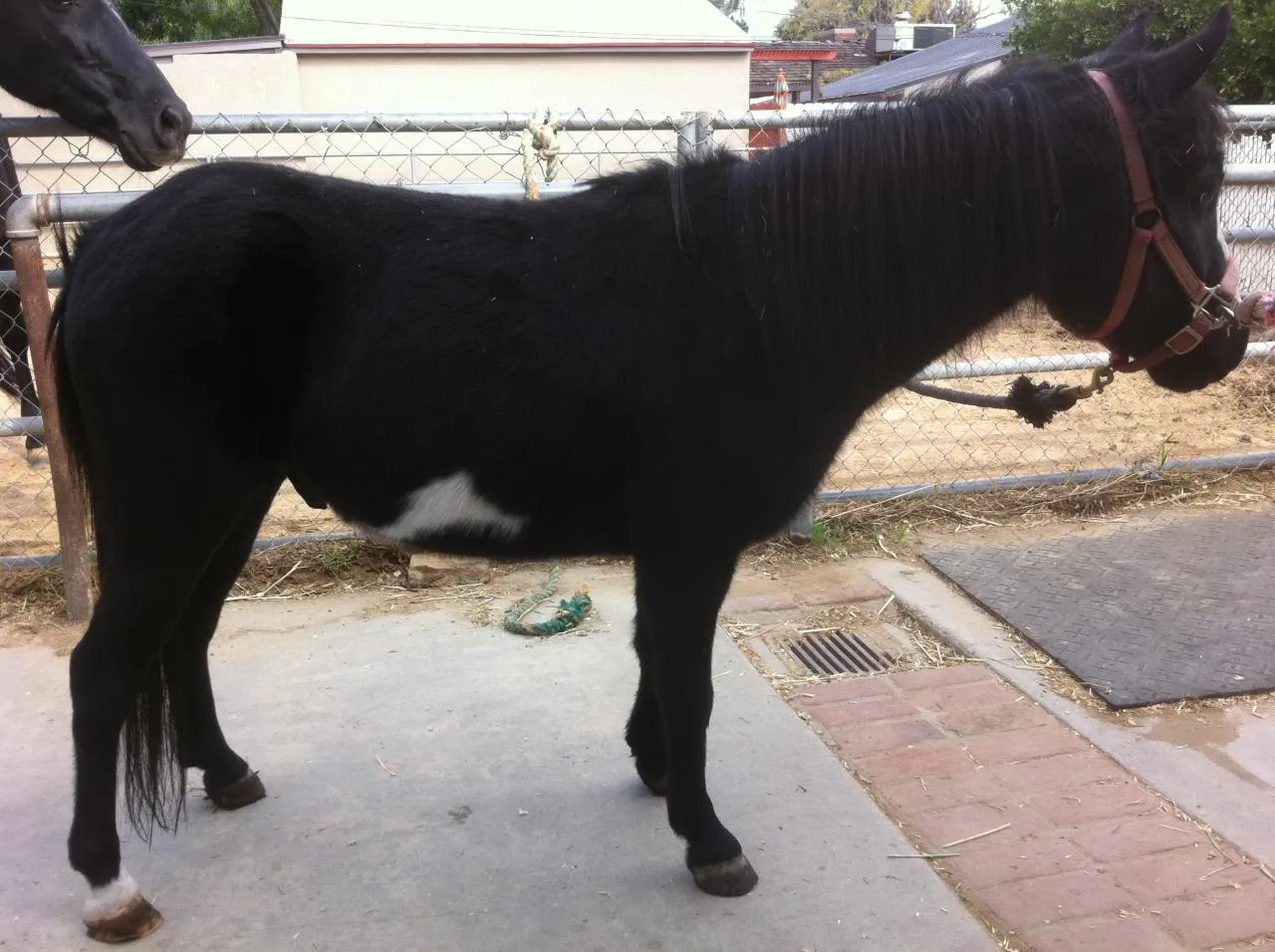 America's Favorite Cookie