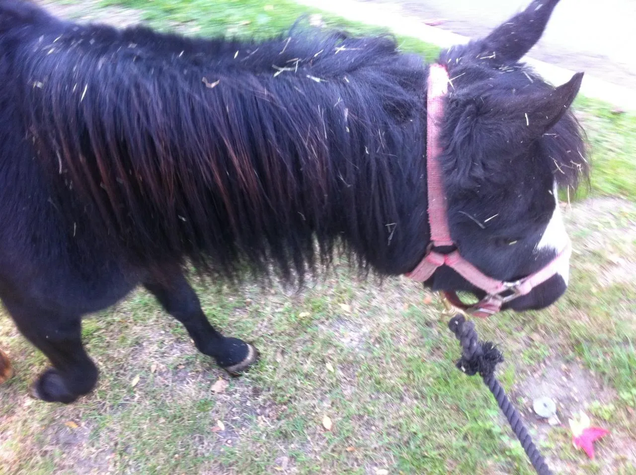 America's Favorite Cookie