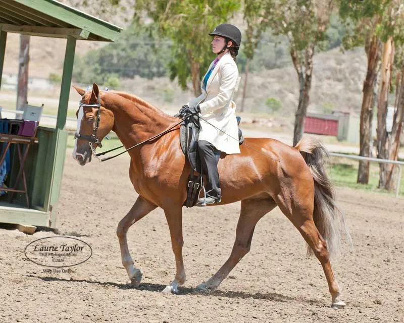 General Custer's Hennessy