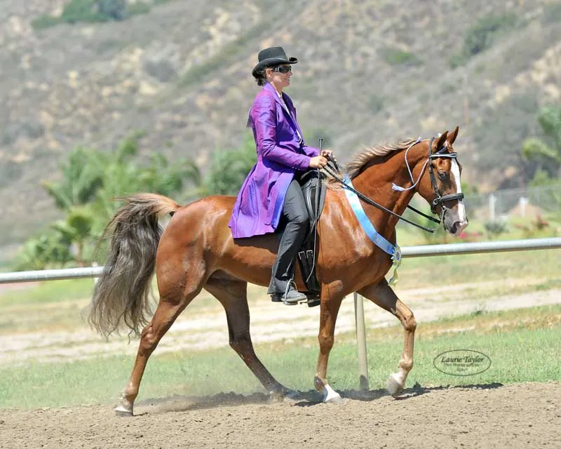 General Custer's Hennessy