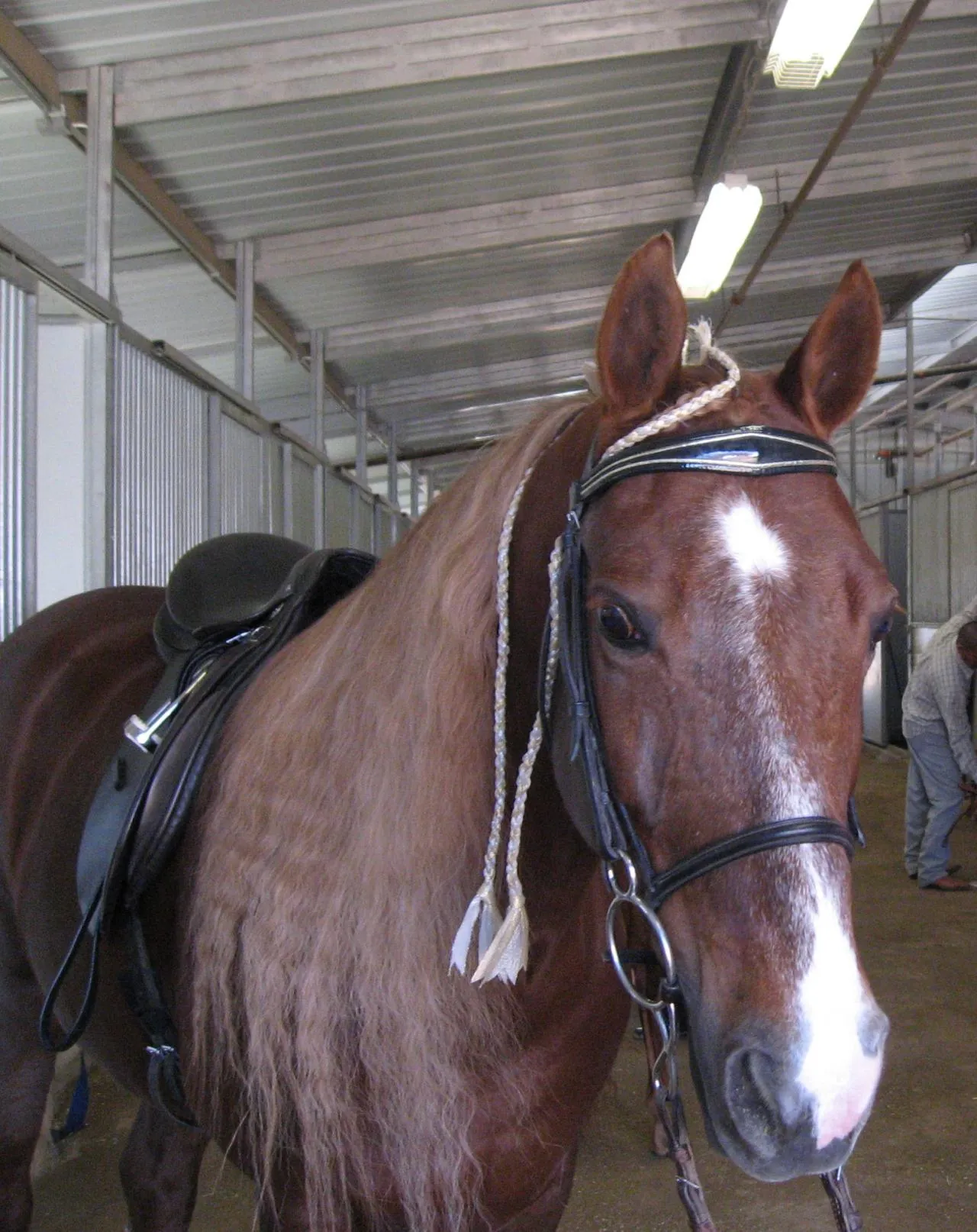 Generator's Royal Rhythm