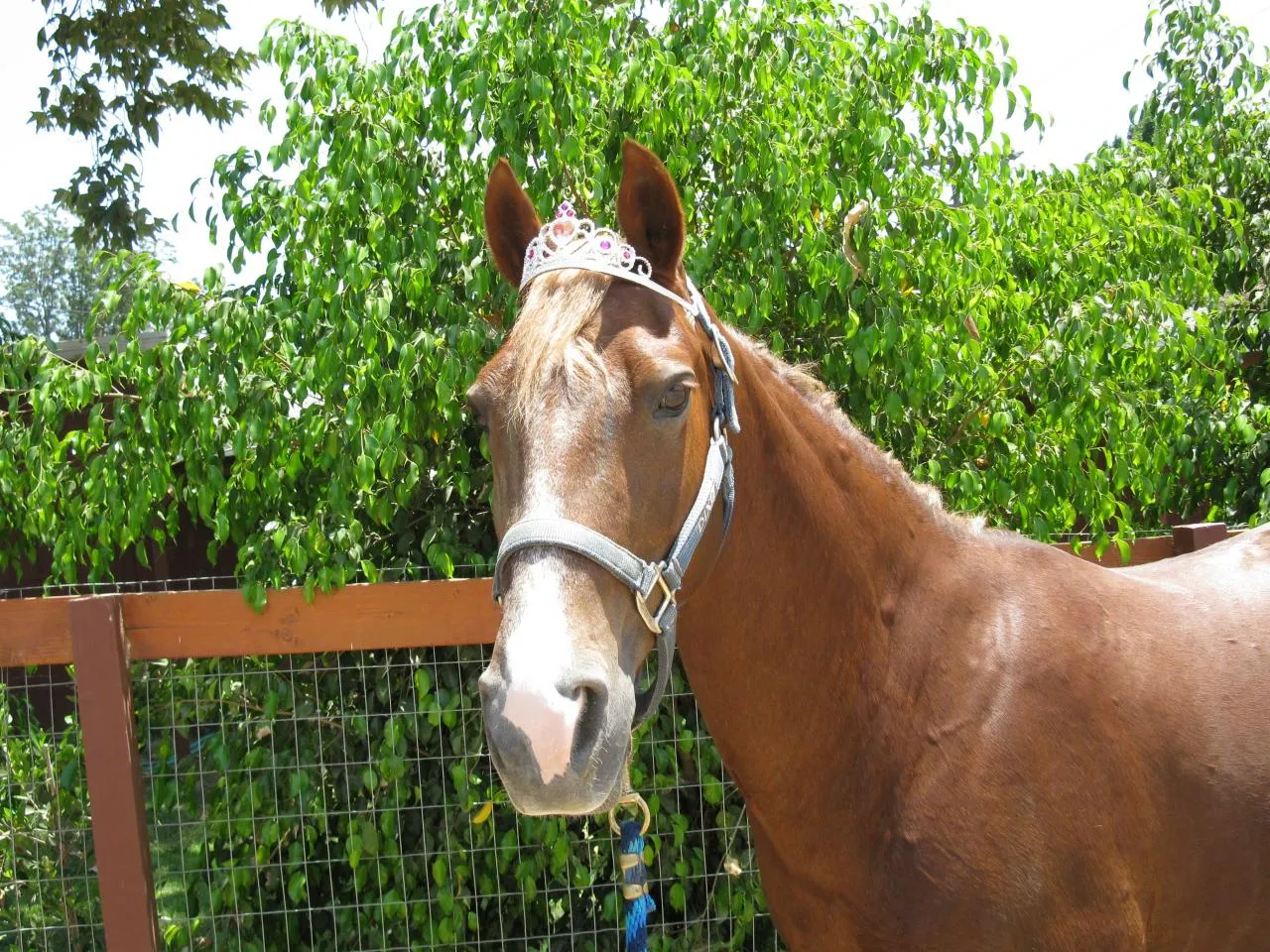 Generator's Royal Rhythm