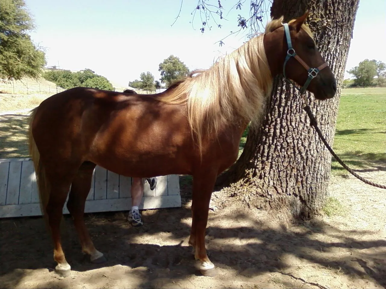 Generator's Royal Rhythm