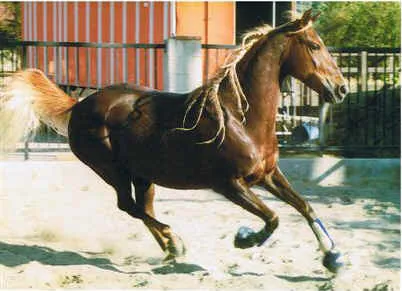 Generator's Royal Rhythm