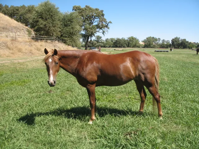 Generator's Royal Rhythm