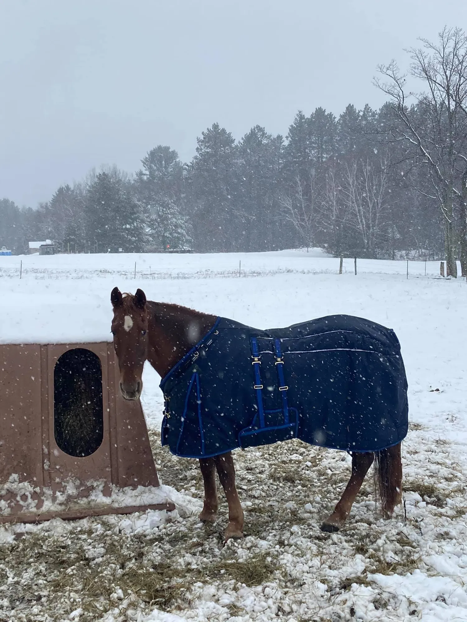 Noon's Birthday Belle