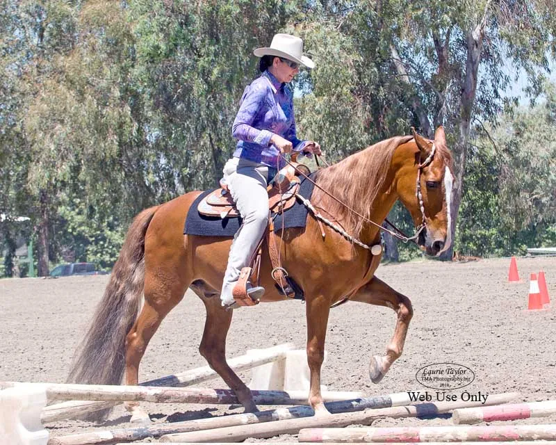 The Gentleman Is Armed