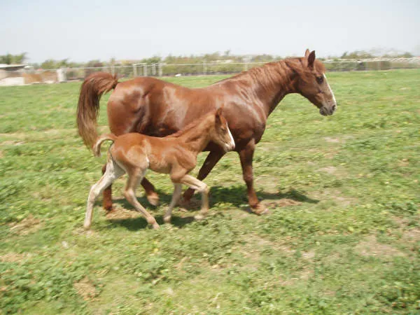 Generating High Voltage
