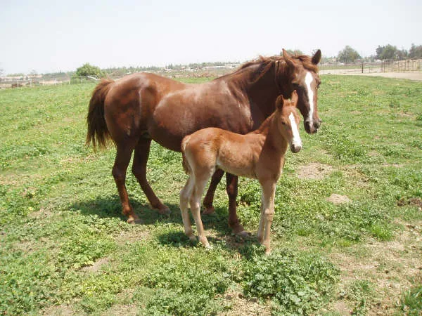 Generating High Voltage