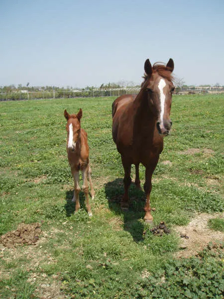 Generating High Voltage