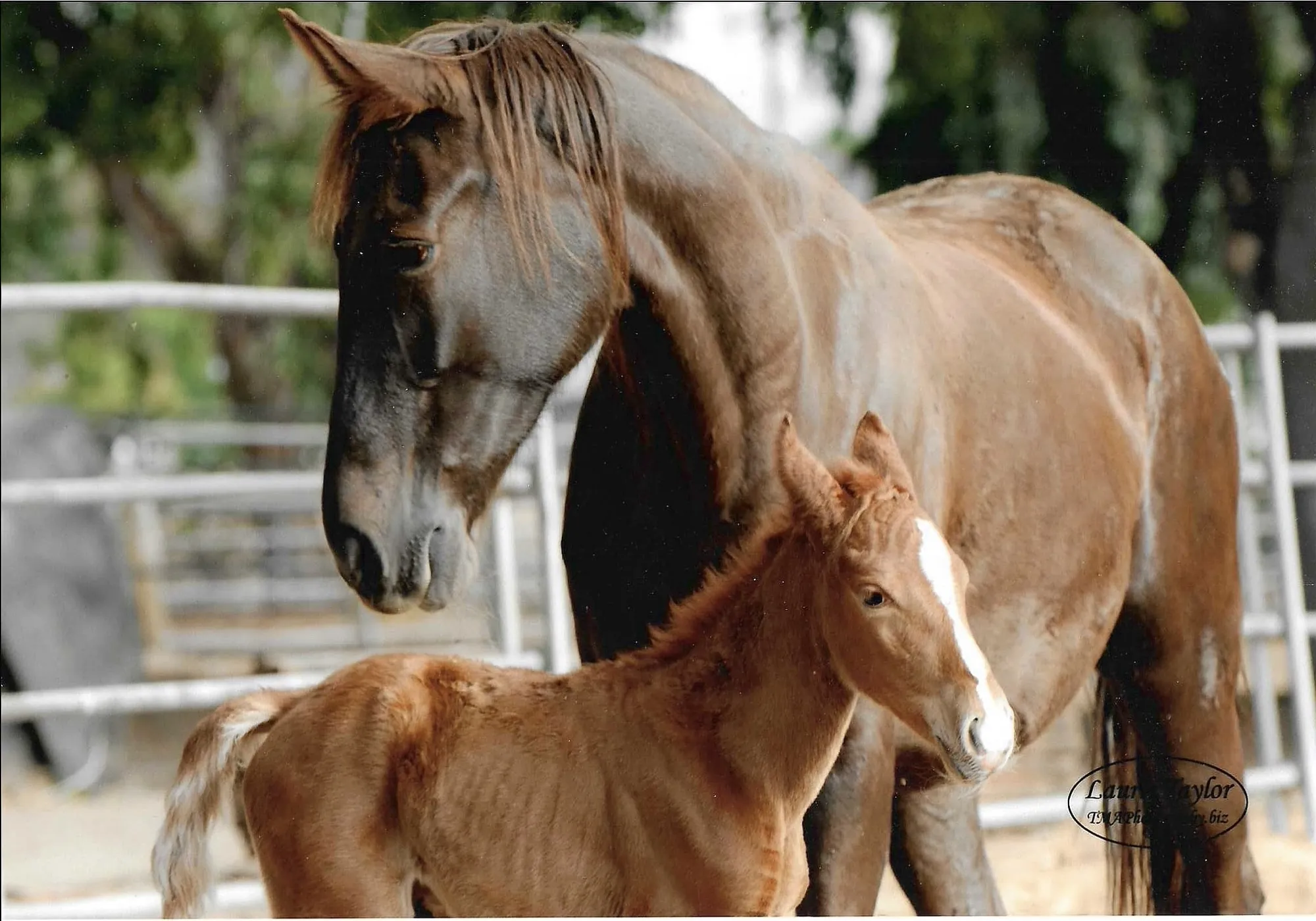 Noon's Trick or Treat