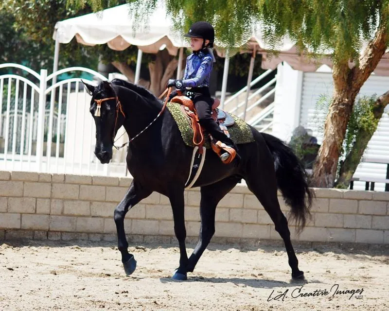 Copper's Morning Glory