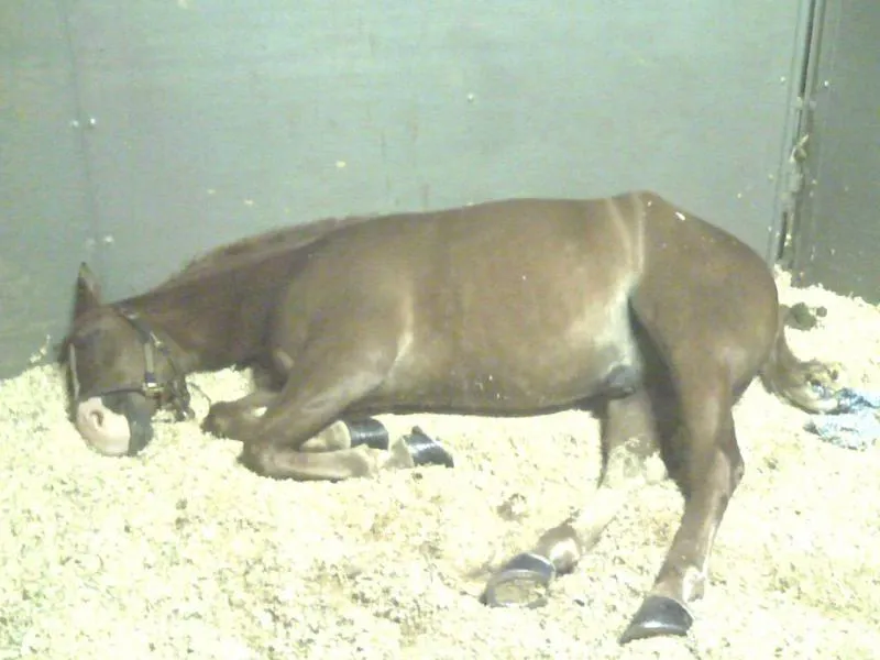 Generator's Solemn Oath