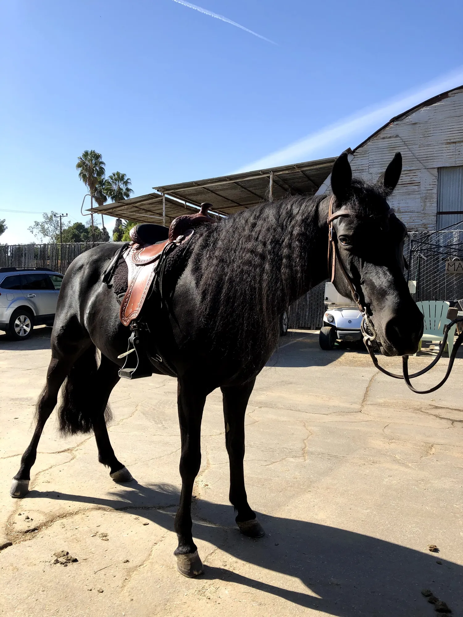 She's A Chicago Girl