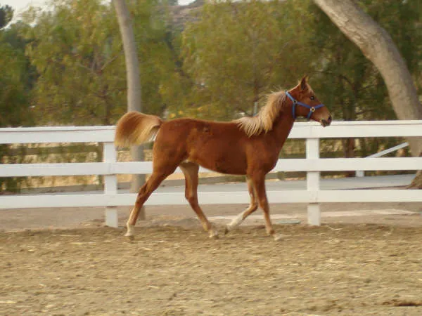 Bad News Royal Martini