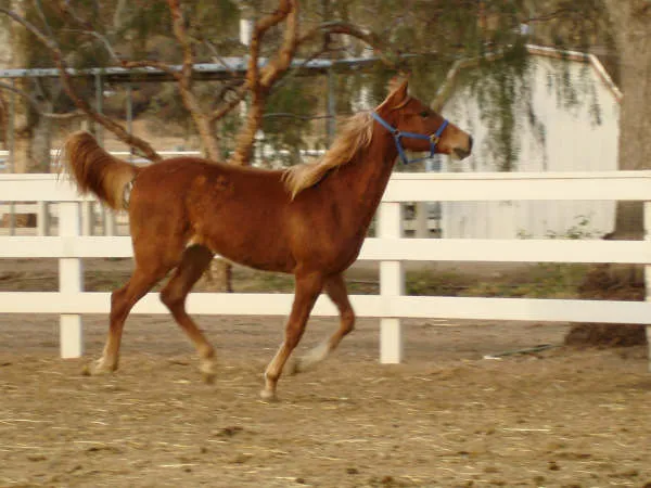 Bad News Royal Martini