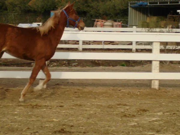 Bad News Royal Martini