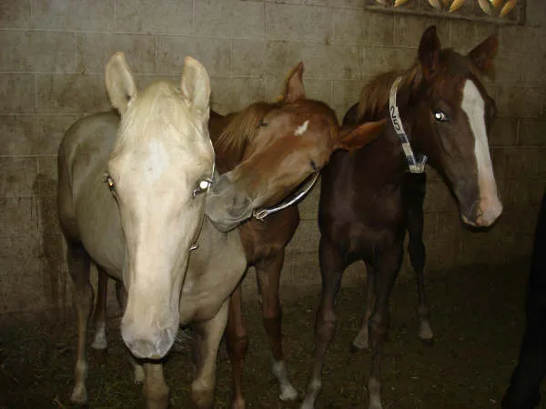 Bad News Royal Martini