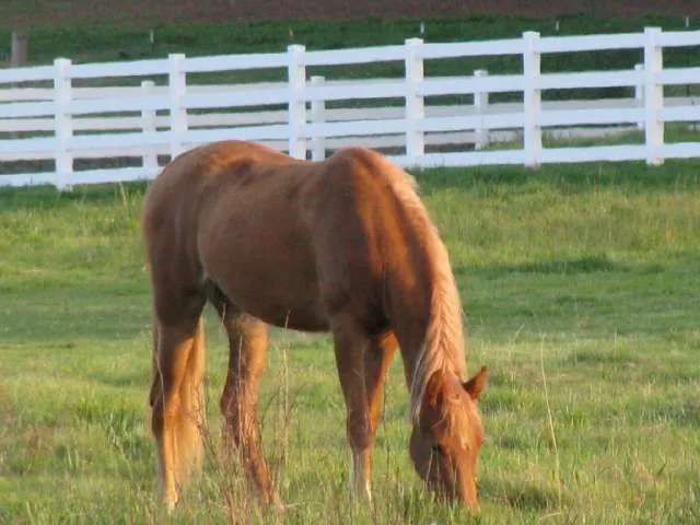 Bad News Royal Martini