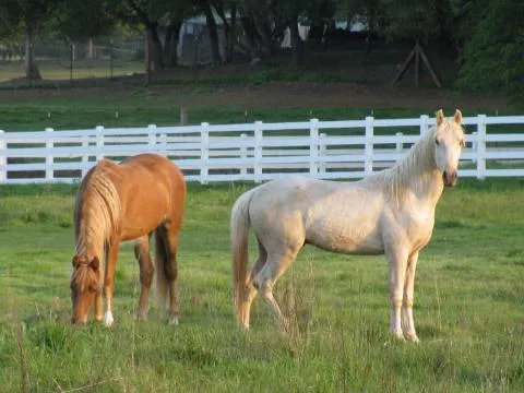 Bad News Royal Martini