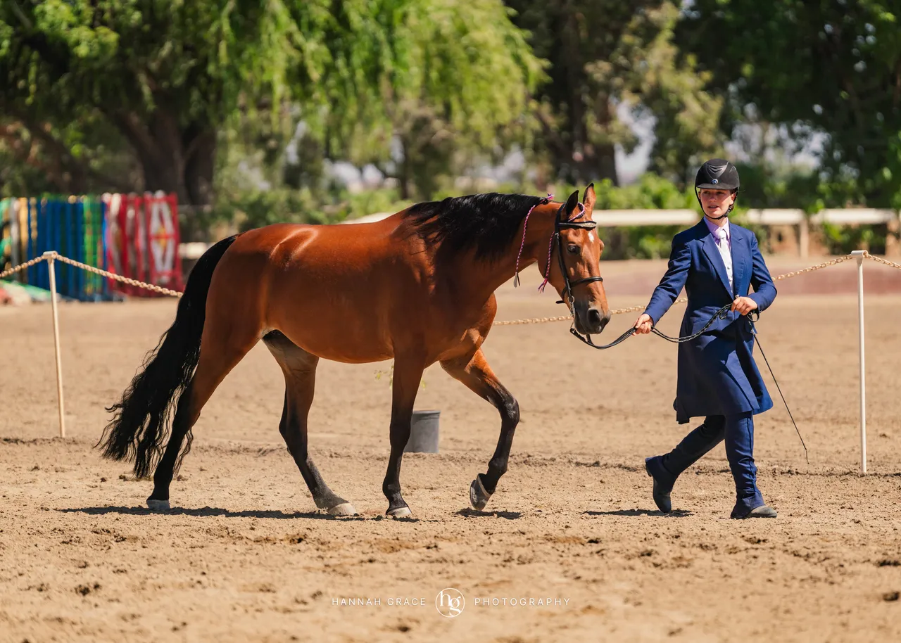 2025 NCWHA Mayfest Horse Show