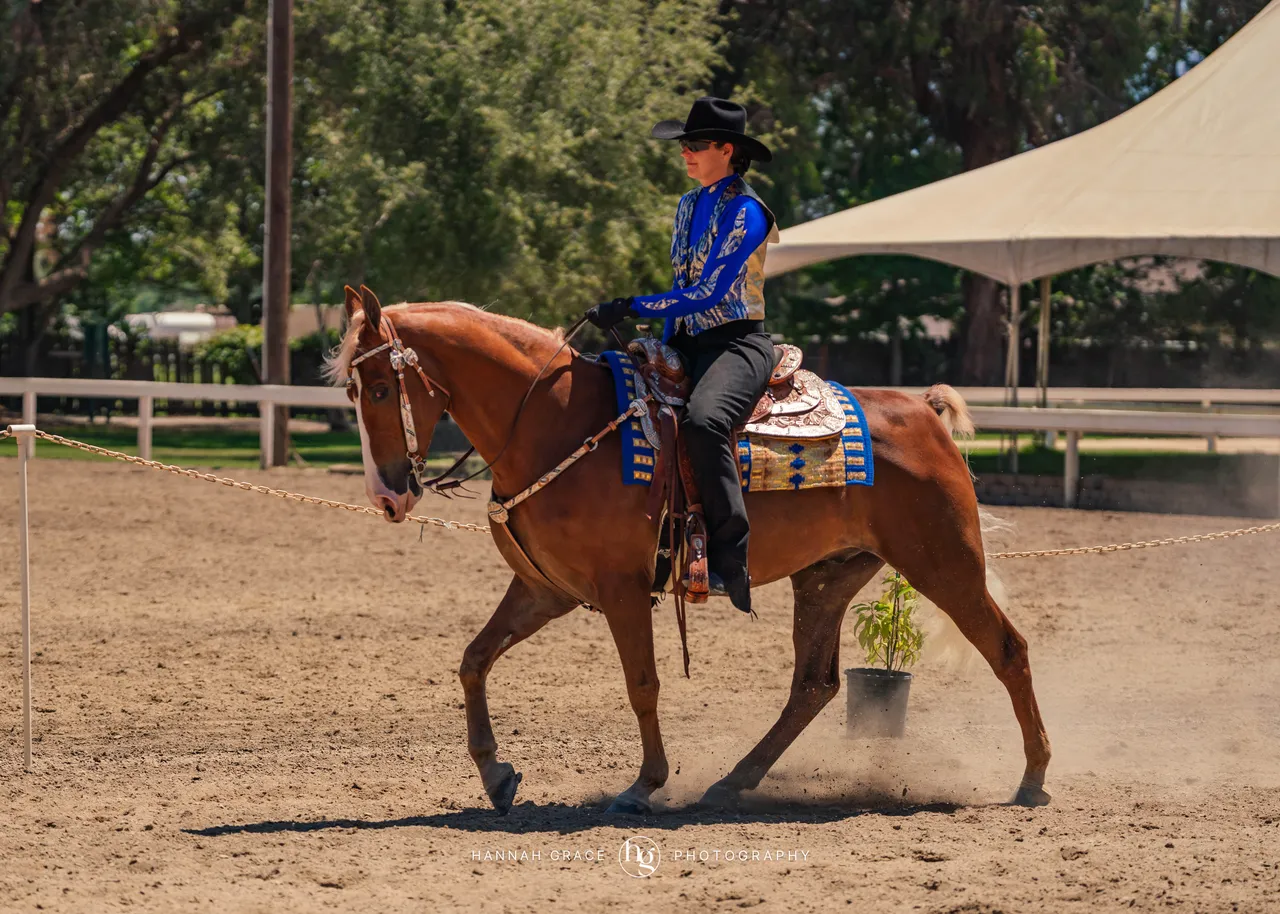 2025 NCWHA Mayfest Horse Show