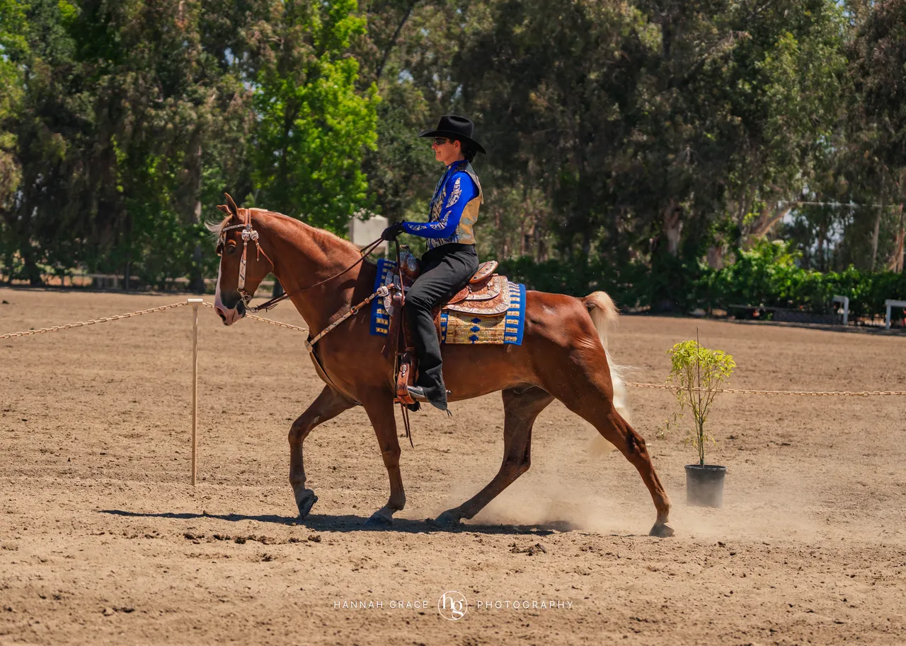 2025 NCWHA Mayfest Horse Show