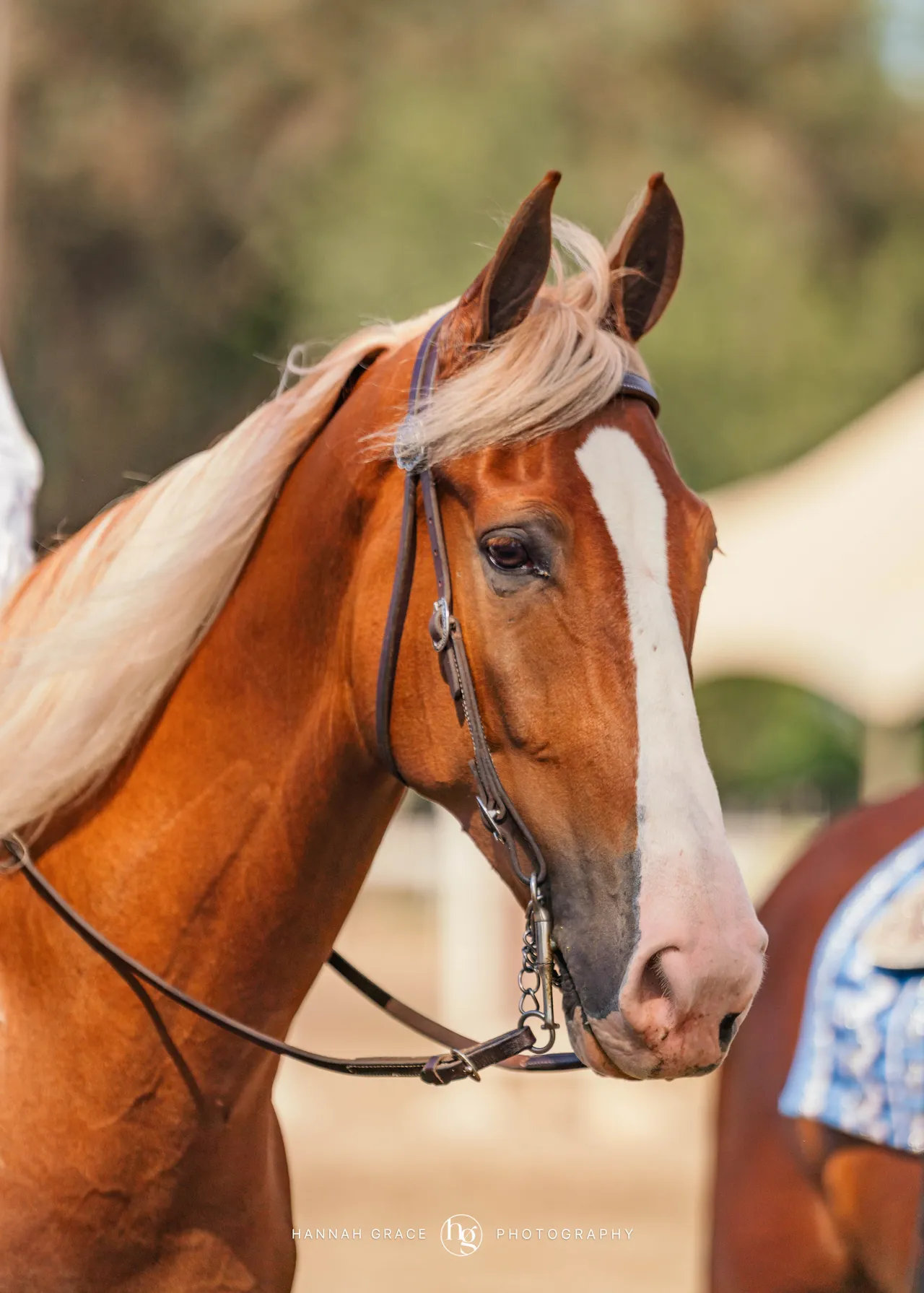 2025 NCWHA Mayfest Horse Show