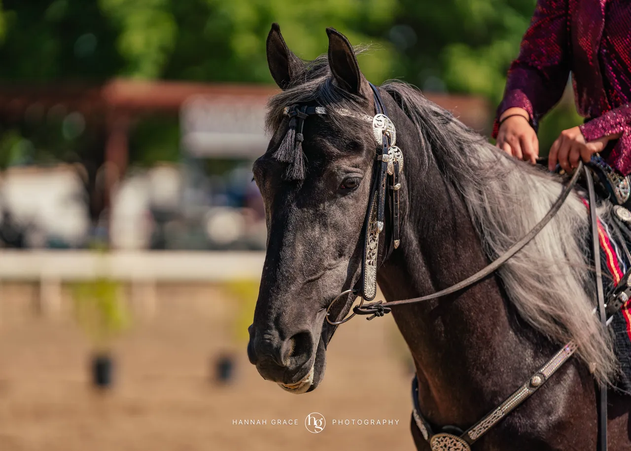 2025 NCWHA Mayfest Horse Show