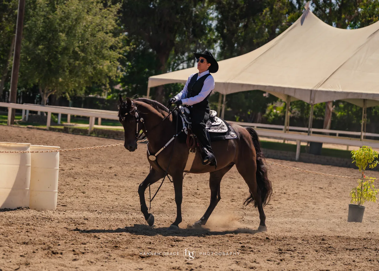 2025 NCWHA Mayfest Horse Show