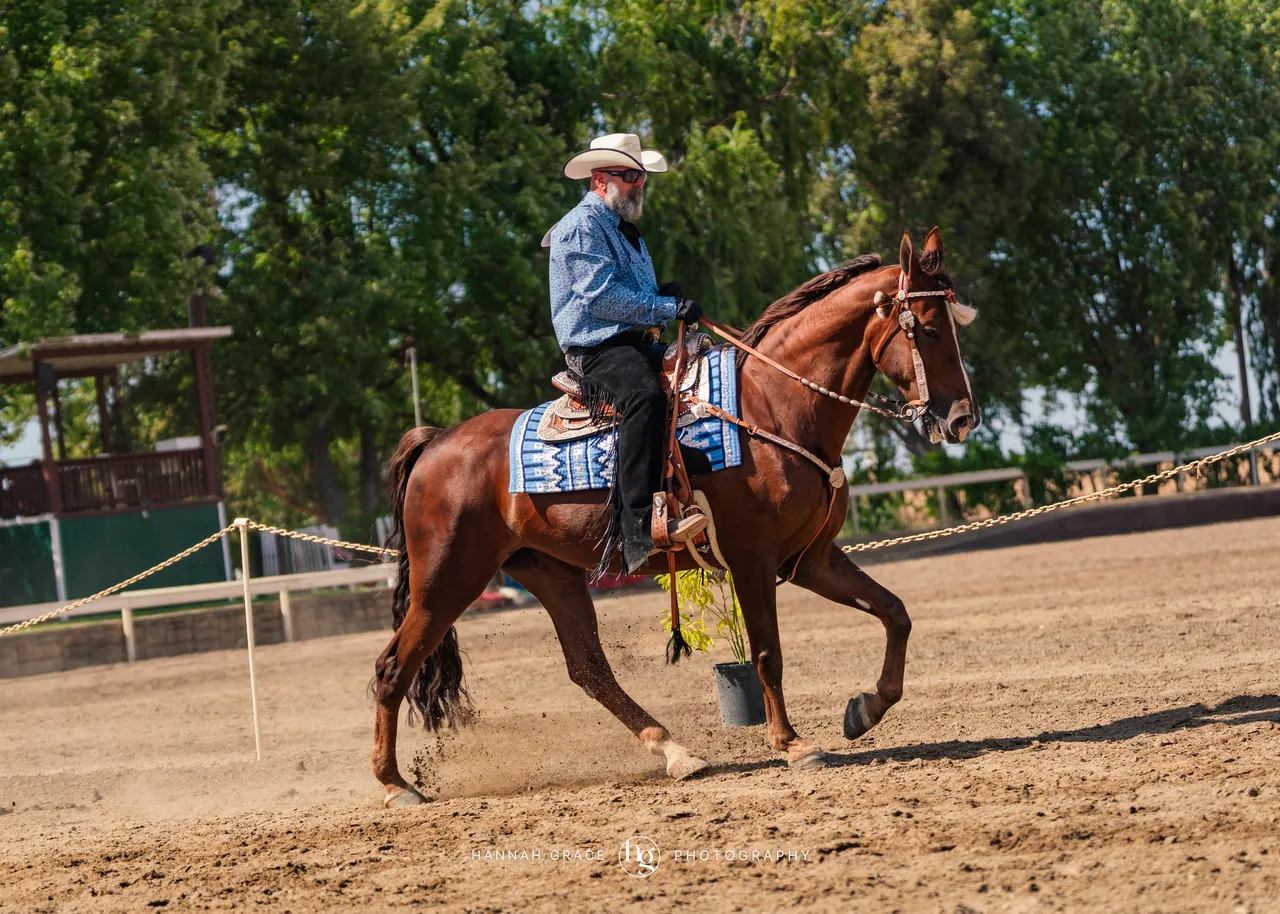 2025 NCWHA Mayfest Horse Show