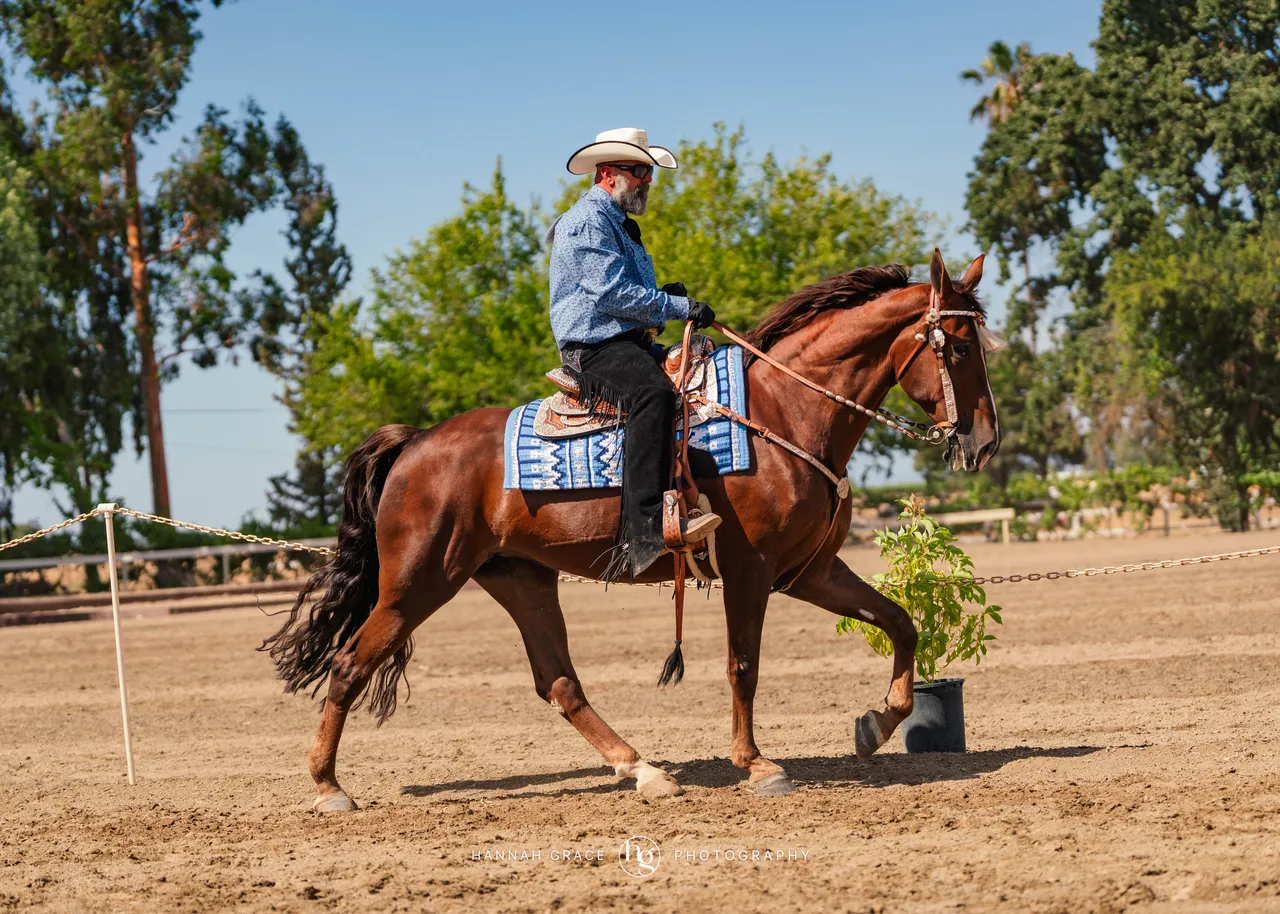 2025 NCWHA Mayfest Horse Show