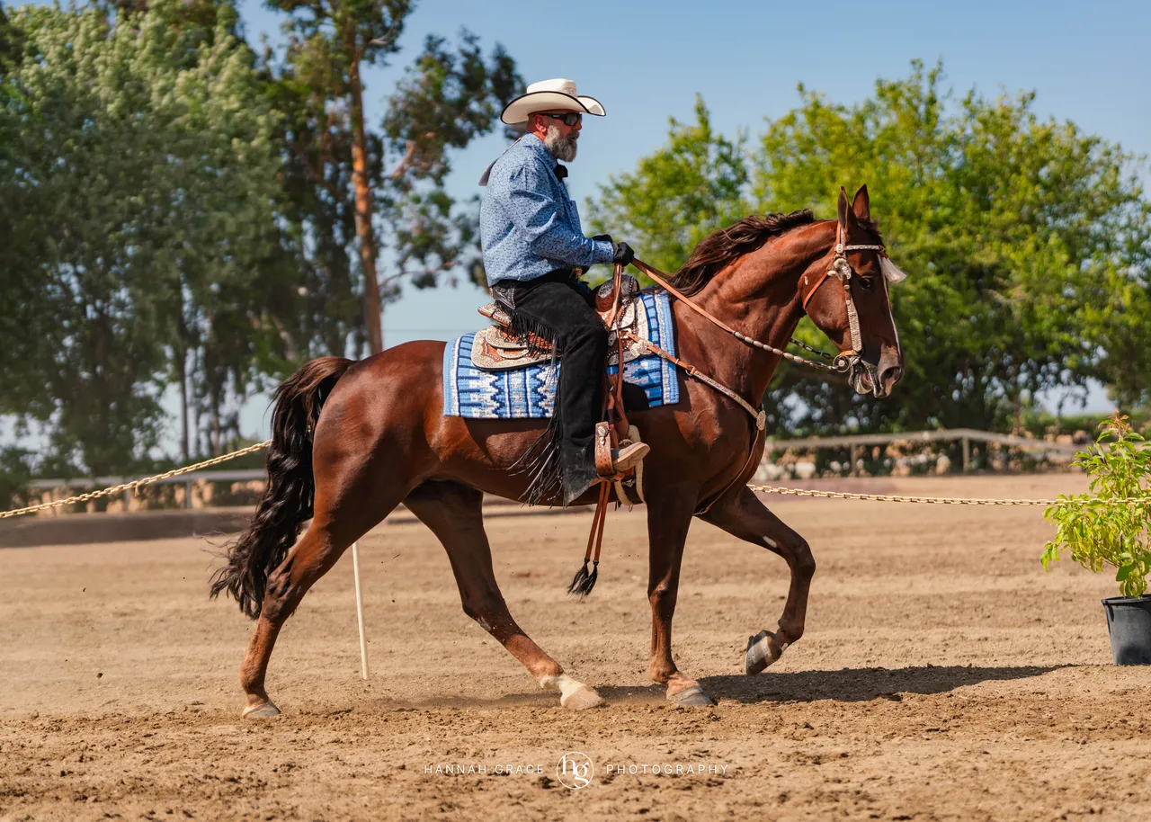 2025 NCWHA Mayfest Horse Show