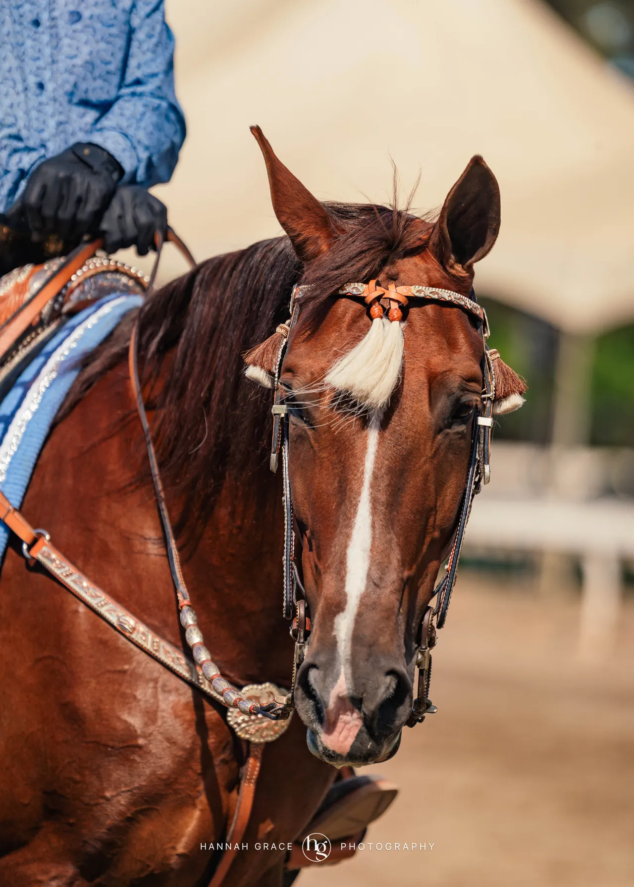 2025 NCWHA Mayfest Horse Show