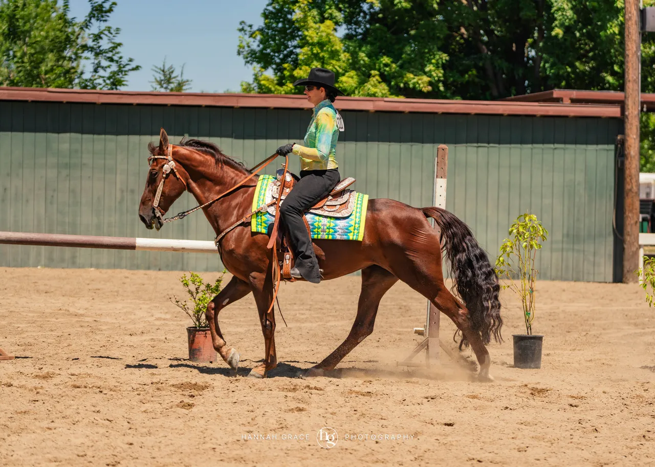 2025 NCWHA Mayfest Horse Show
