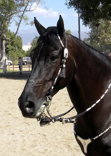 PWHA American Spirit - September 9, 2012