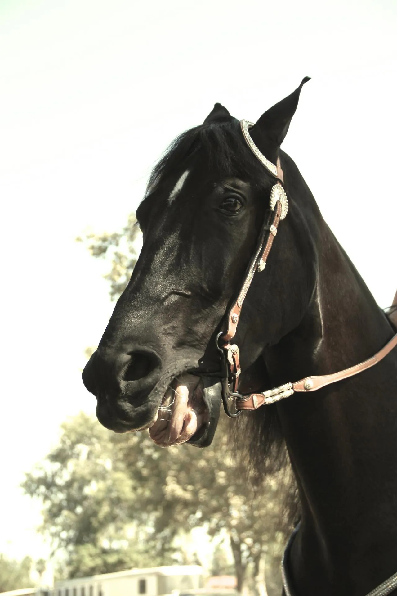 PWHA American Spirit - September 9, 2012