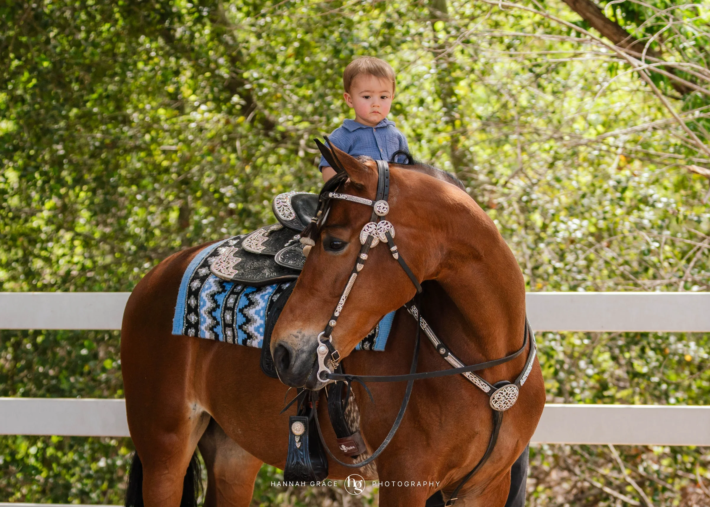 PWHA Spring Premier Gaited & All Breed Show