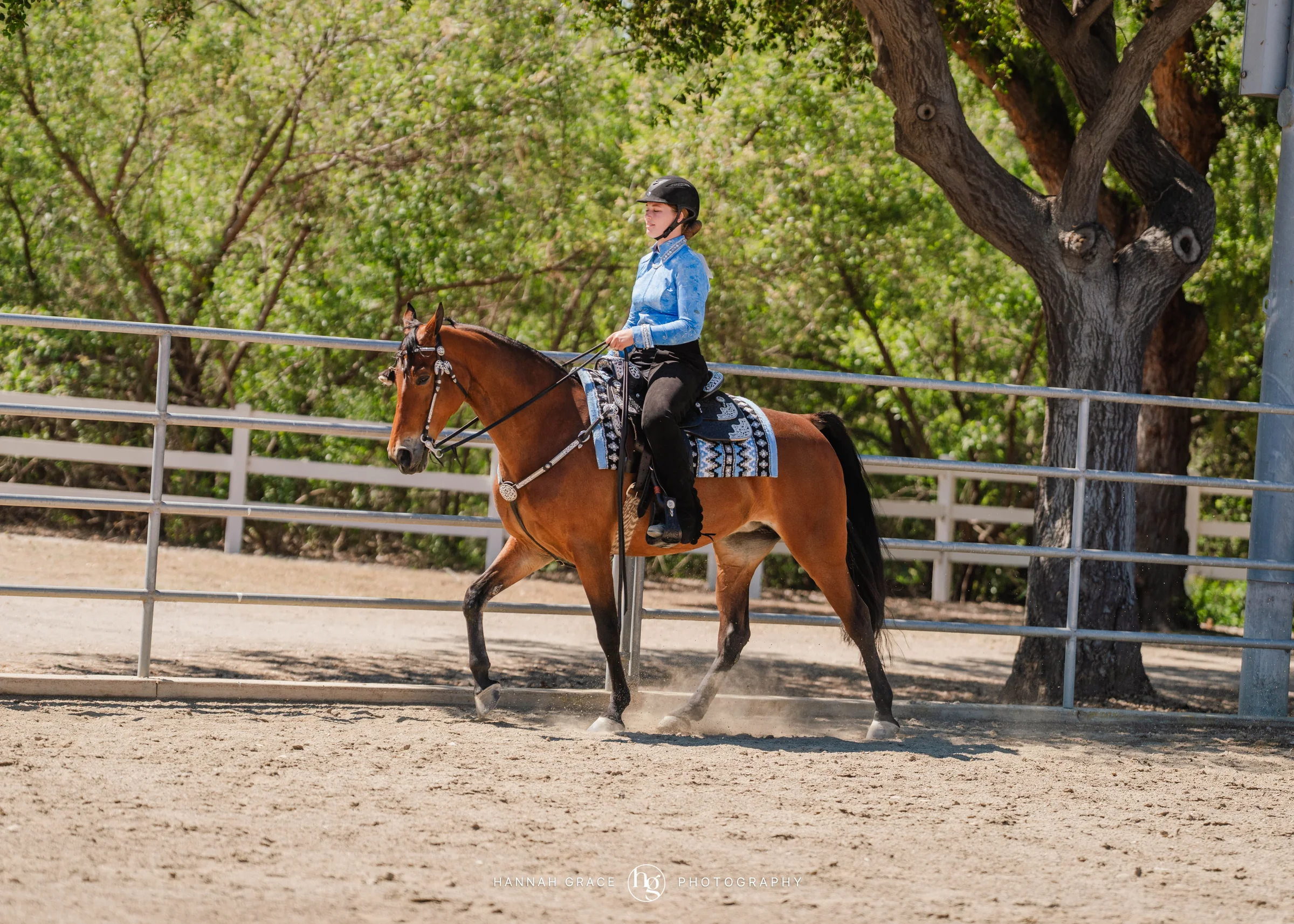 PWHA Spring Premier Gaited & All Breed Show