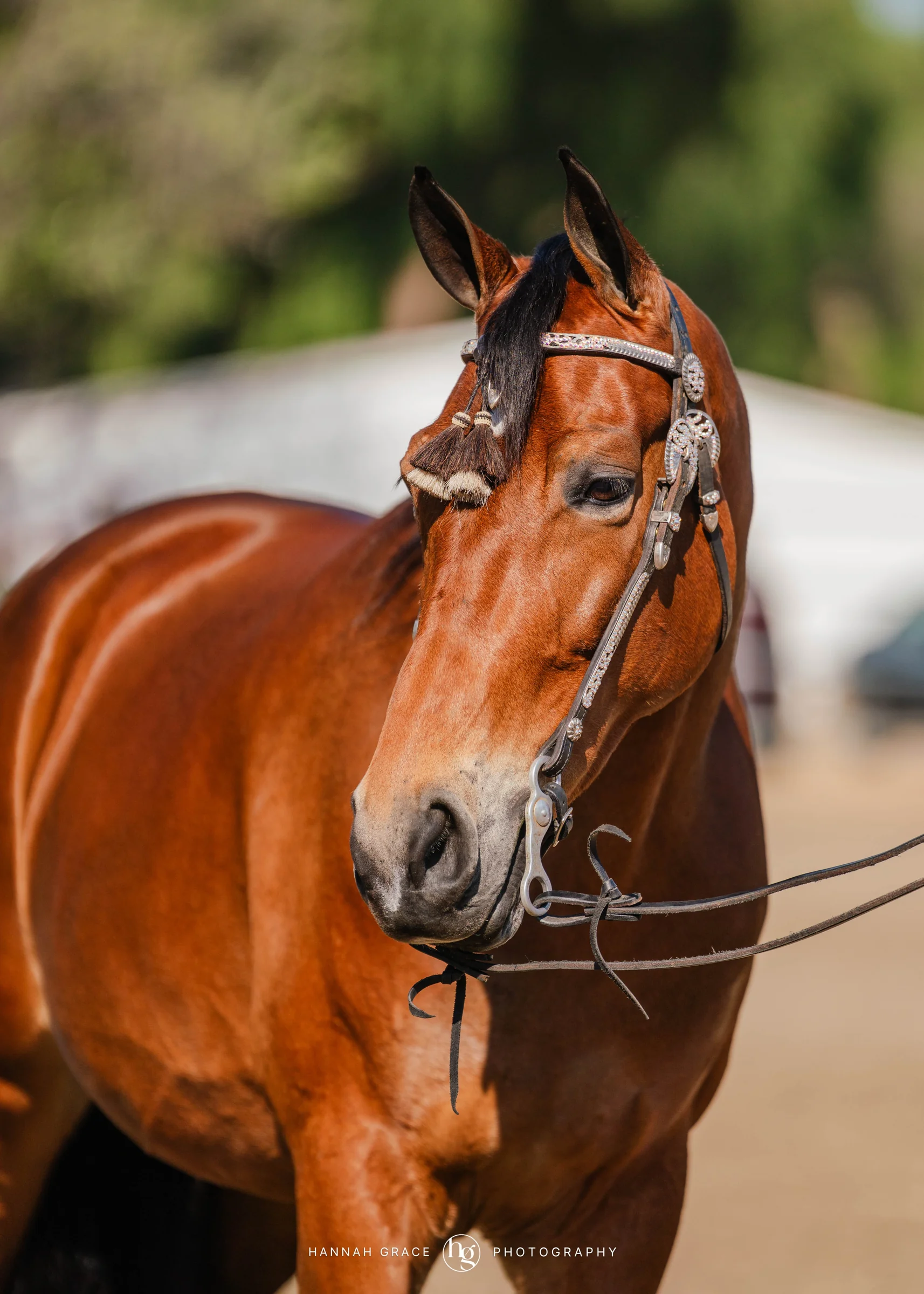 PWHA Spring Premier Gaited & All Breed Show