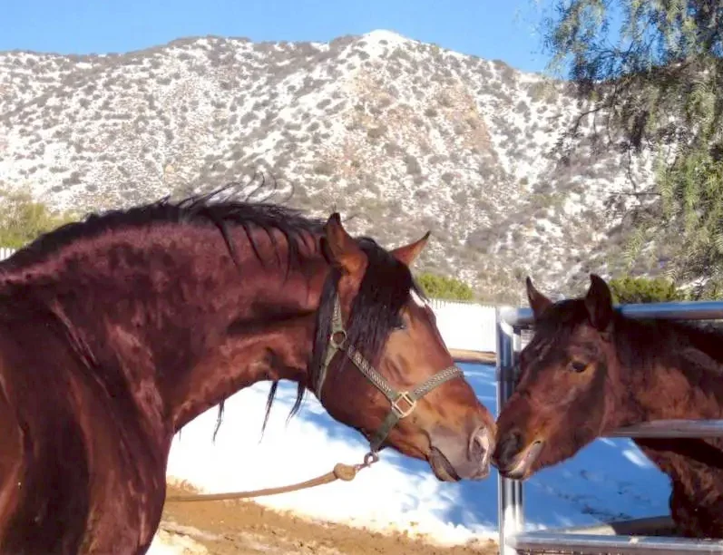 Baltizar and Balitor at Step Aside Stables